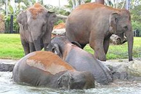 Sydney Taronga Zoo\'s Australian Animals Tour - VIC Tourism 1