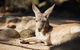 Sydney Taronga Zoo\'s Australian Animals Tour - thumb 11