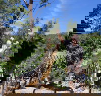 Private Shoalhaven Zoo Experience from Sydney - VIC Tourism