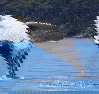 Whale Watching Jervis Bay - VIC Tourism