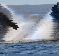 Jervis Bay Whale Watching Tour - VIC Tourism