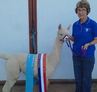 Marchmont Park Alpacas - VIC Tourism