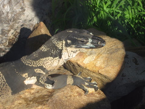 Armadale Reptile Centre - VIC Tourism 0