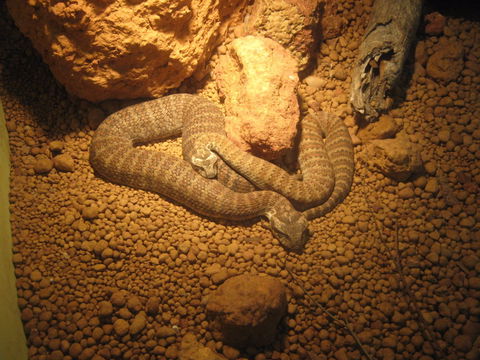 Armadale Reptile Centre - VIC Tourism 1