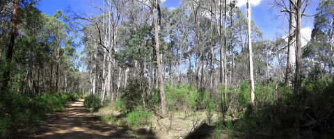 Blue Range Camping And Picnic Area - VIC Tourism 1