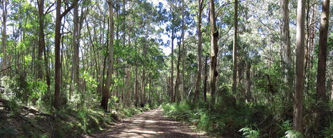 Blue Range Camping And Picnic Area - VIC Tourism 2
