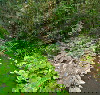 Brindle Creek Walking Track - VIC Tourism