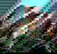 Cohunu Koala Park - VIC Tourism