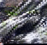 Darkes Forest - VIC Tourism