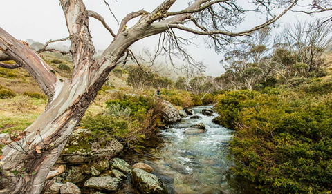 Dead Horse Gap Walking Track - VIC Tourism 0
