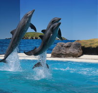 Dolphin Marine Conservation Park - VIC Tourism