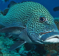 Fish Bowl Dive Site - VIC Tourism