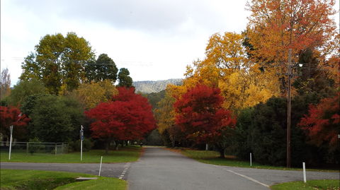 Jamieson Significant Trees - VIC Tourism 1