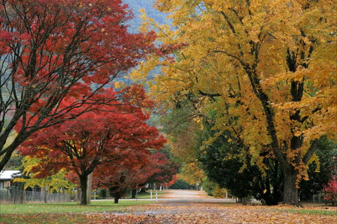 Jamieson Significant Trees - VIC Tourism 2