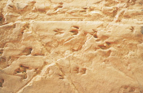 Lark Quarry Conservation Park - VIC Tourism 2