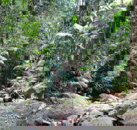 Lyrebird track - VIC Tourism