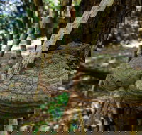 Mount Keira Ring Track - VIC Tourism