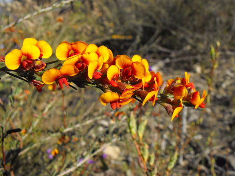 Nail Can Hill - VIC Tourism 2