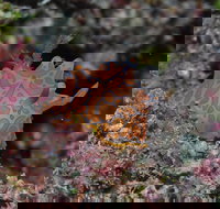 Pelorus and Orpheus Islands - VIC Tourism