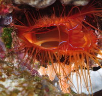 Pixie Pinnacle Dive Site - VIC Tourism