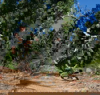 Scorpion Trail Kalamunda Mountain Bike Trails - VIC Tourism
