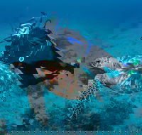 Second Reef Dive Site - VIC Tourism