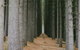 Tumut - thumb 2