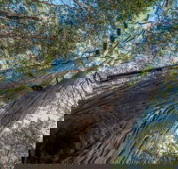 Wallumatta Nature Reserve - VIC Tourism
