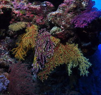 Around The Bend Dive Site - VIC Tourism