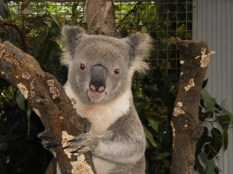 Birdland Animal Park - VIC Tourism 0