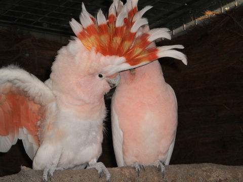 Birdland Animal Park - VIC Tourism 1