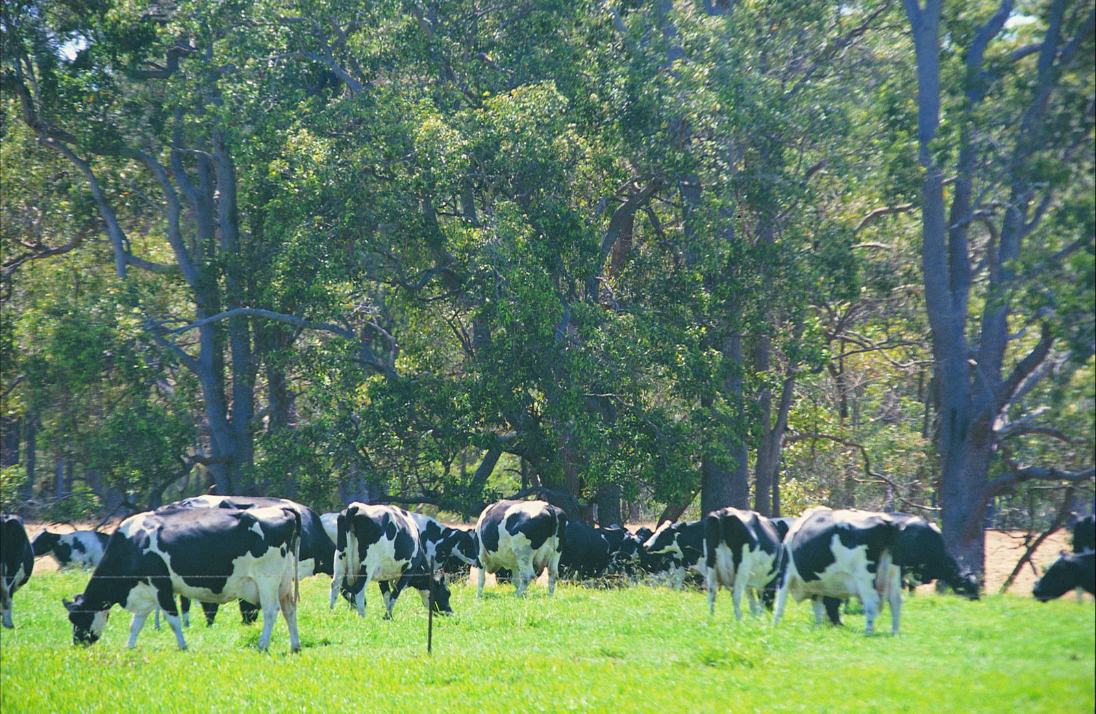 Boyanup WA VIC Tourism