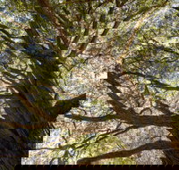 Byarong Park Picnic Area - VIC Tourism