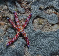 Clam Gardens Dive Site - VIC Tourism
