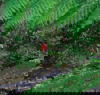 Goldsborough Valley Wooroonooran National Park - VIC Tourism