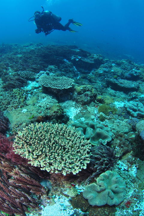 Hanging Rock Dive Site - VIC Tourism 0