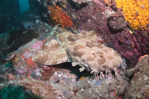 Hanging Rock Dive Site - VIC Tourism 1
