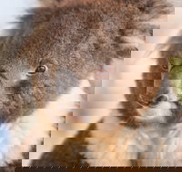 Kyabram Fauna Park - VIC Tourism
