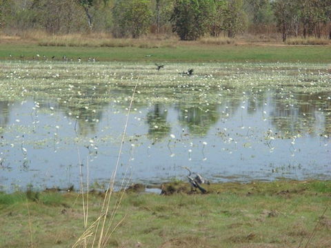 Leaning Tree Lagoon Nature Park - VIC Tourism 0