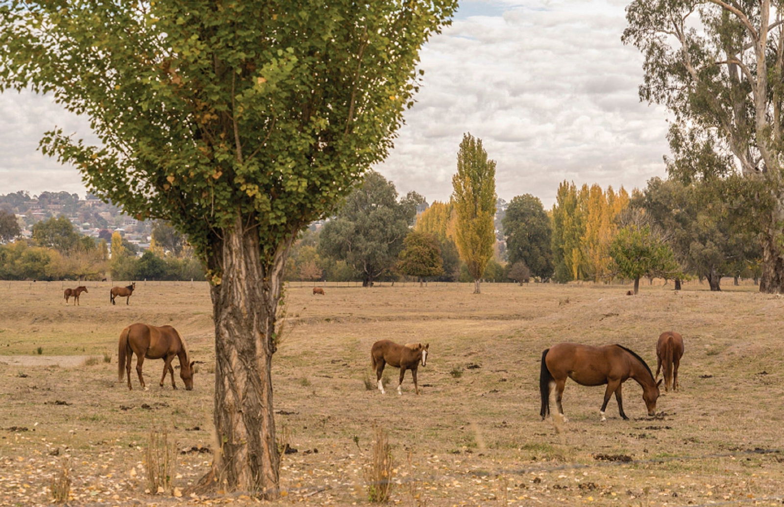 Lemington NSW VIC Tourism