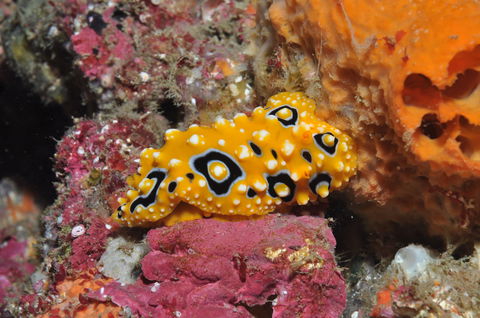 Magic Mountain Dive Site - VIC Tourism 0
