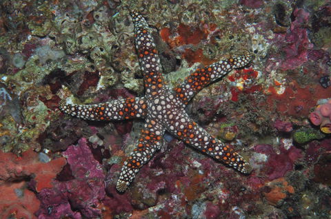 Magic Mountain Dive Site - VIC Tourism 1