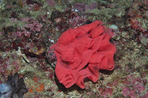 Magic Mountain Dive Site - VIC Tourism 2