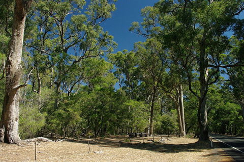 Maidens Tuart Forest - VIC Tourism 0