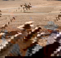 Monarto Safari Park - VIC Tourism