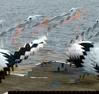 Pelican Feeding - VIC Tourism