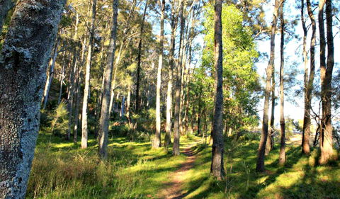 Square Head Track 1 - VIC Tourism 0