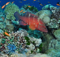 Steve's Bommie Dive Site - VIC Tourism