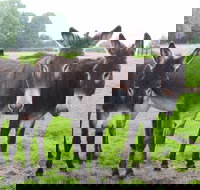 The Good Samaritan Donkey Sanctuary - VIC Tourism