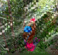 TreeTop Challenge - Sunshine Coast - VIC Tourism